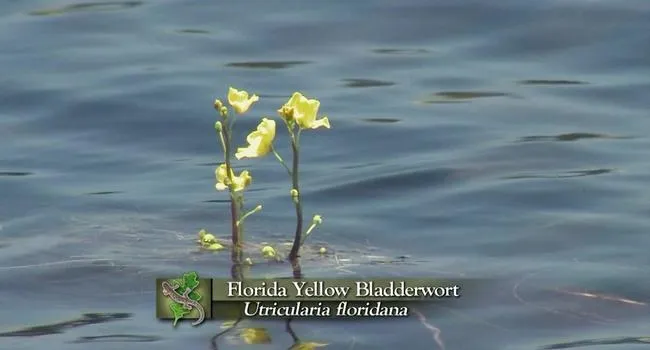 Florida Yellow Bladderwort | Expeditions Shorts