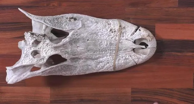 Alligator Skull | Short Takes with Naturalist Rudy Mancke