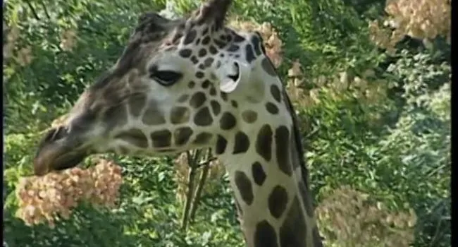 Giraffe | Zoo Minutes