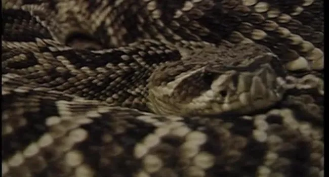 Diamondback Rattlesnake | Zoo Minutes