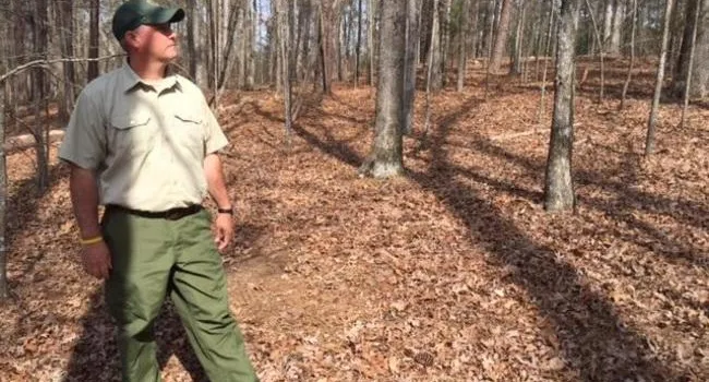 South Carolina Forests Contribute Much to the State Landscape, Economy | South Carolina Focus
