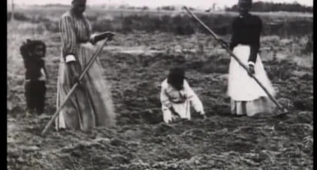 When Rice Was King (3): Rice Cultivation And Processing