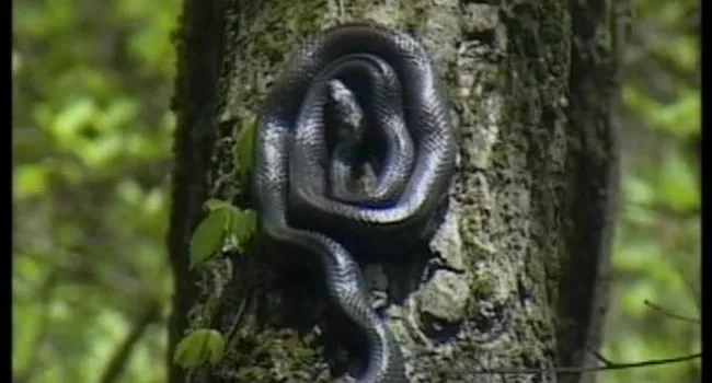 Jocassee Gorges (S.C.) Stop 2 - Black Rat Snake