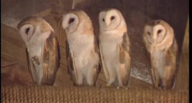 Barn Owl | Zoo Minutes