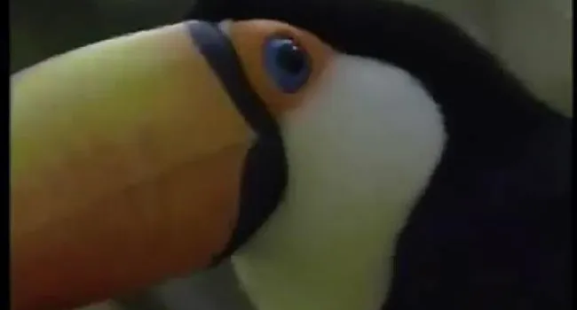 Toco Toucan | SciShorts in French Intermediate