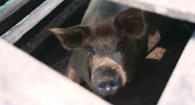  Killing Hogs -2 | Digital Traditions