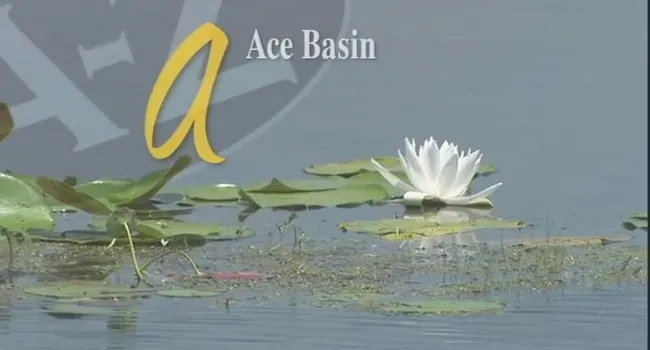 A Is for Ace Basin | South Carolina from A to Z