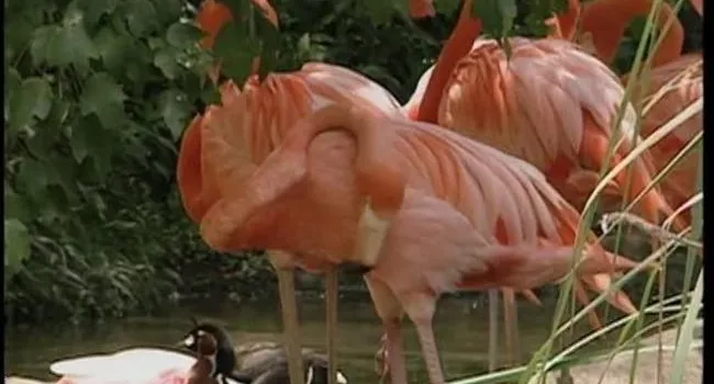 Caribbean Flamingo | Zoo Minutes
