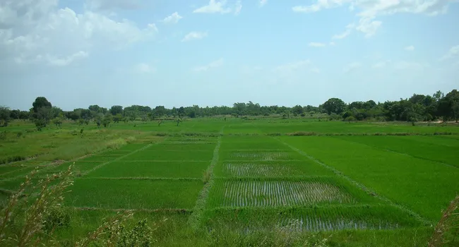Decline Of Rice In SC | Walter Edgar's Journal
 - Episode 4