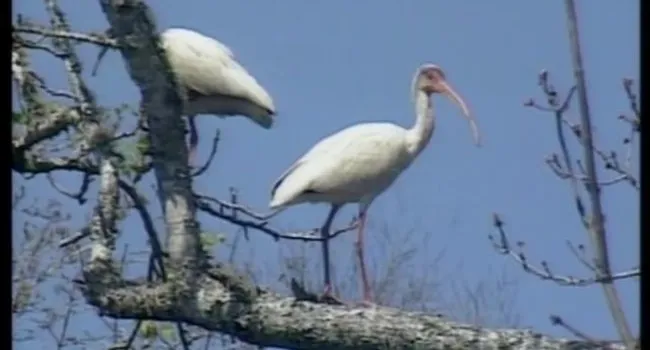 Sandy Island (S.C.) Stop 8 - White Ibis And Eastern Cottonmouth