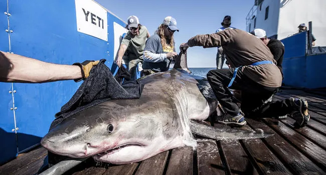 Scientists Seek To Learn More About Sharks | South Carolina Focus