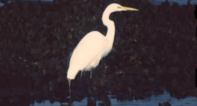 Great Egret | The Salt Marsh