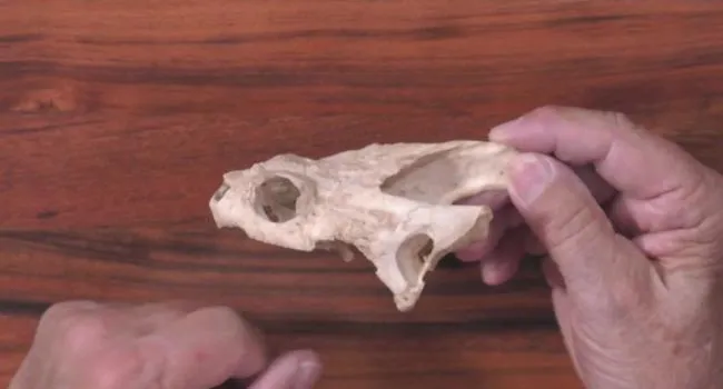 Snapping Turtle Skull | Short Takes with Naturalist Rudy Mancke