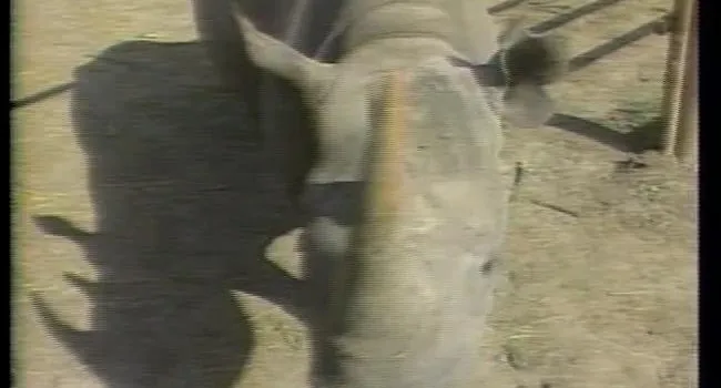 Black Rhinoceros Conservation | 27:Fifty (1992)