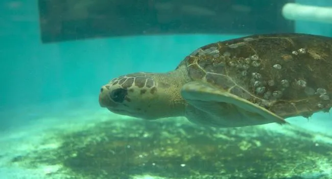 Turtle Rescue at South Carolina Aquarium | What's Wild Interviews