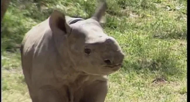 Black Rhinoceros | Zoo Minutes