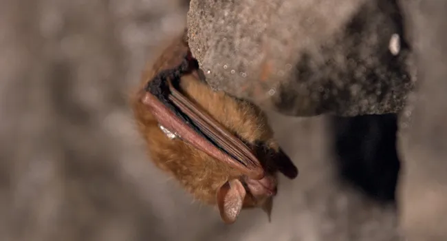 Bats: The Silent Guardians of the Night | What's Wild