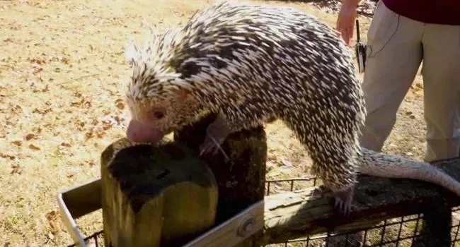 Going Wild – Prehensile-Tailed Porcupines | Camp TV