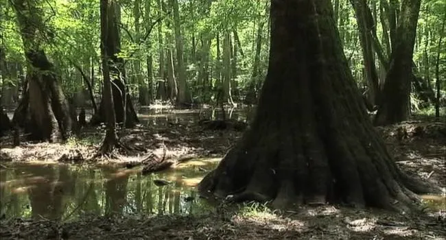 Roots in the River, Part 2 | Carolina Stories