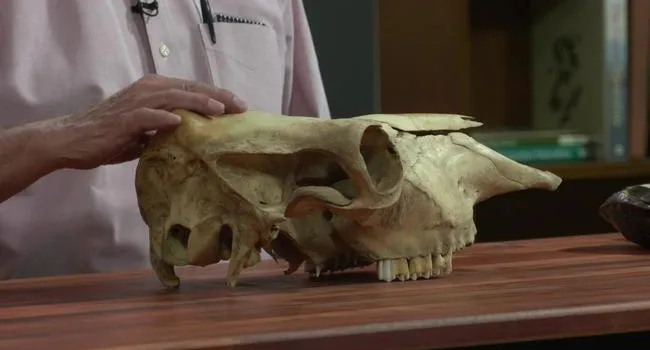Cow Skull | Short Takes with Naturalist Rudy Mancke