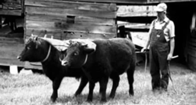 Oxen Used for Logging | Digital Traditions