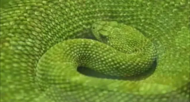 Goodness Snakes! | Environmental Ed