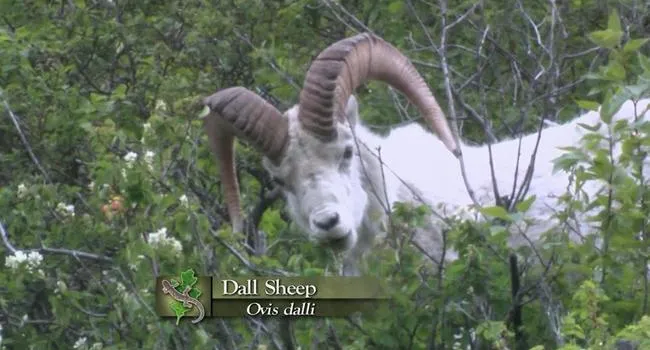 Dall Sheep | Expeditions Shorts