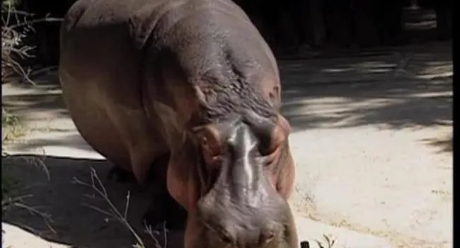 Nile Hippopotamus | Zoo Minutes