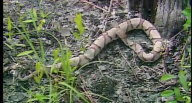 Cartwheel Bay (S.C.) Stop 3 - Copperhead Snake