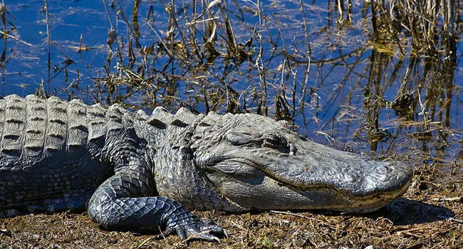 South Carolina Has a Healthy Population of Alligators Once Again | South Carolina Focus