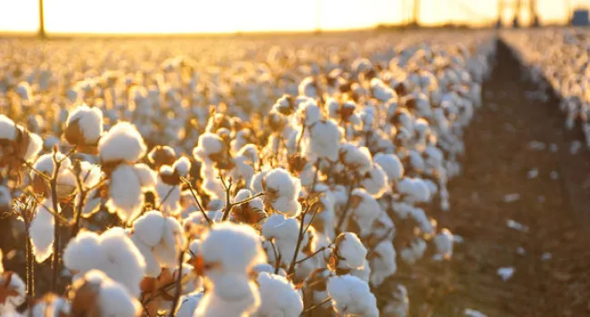 Cotton's Continued Success After The Civil War  | Walter Edgar's Journal