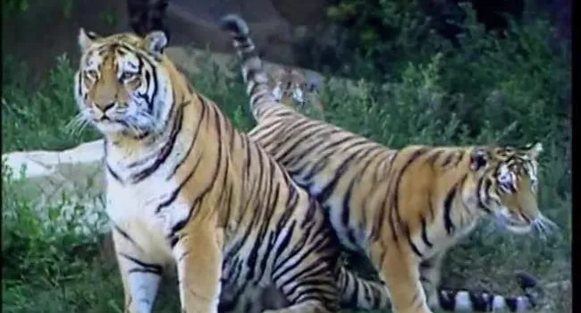Amur Tiger | Zoo Minutes