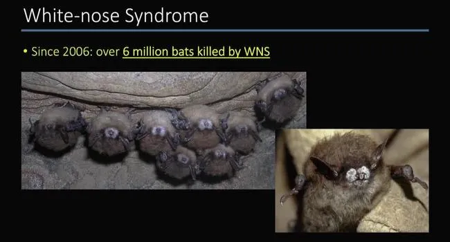 All About Bats, Part 3 | Making It Grow