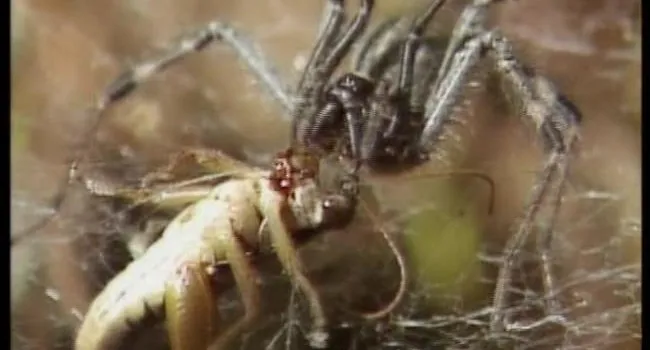 Peachtree Rock (S.C.) Stop 3 - Bracken Fern, Funnel Spider, And Black Widow Spider