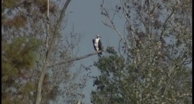Old Santee Canal Park (S.C.) Stop 1 - Osprey