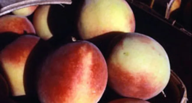Peach Varieties | Digital Traditions