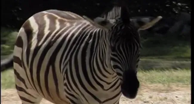 Grant's Zebra | Zoo Minutes