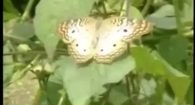 Camouflage Butterfly | SciShorts in French Intermediate