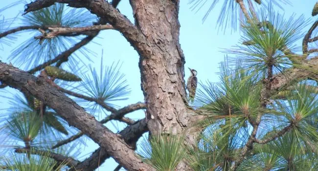 Red Cockaded Woodpecker | What's Wild