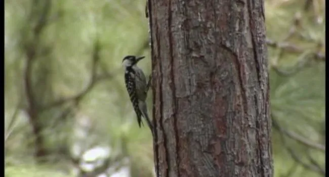 Savannah River Site (S.C.) Stop 1 - Woodpecker Birds