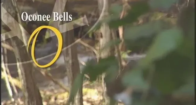 O Is for Oconee Bells | South Carolina from A to Z