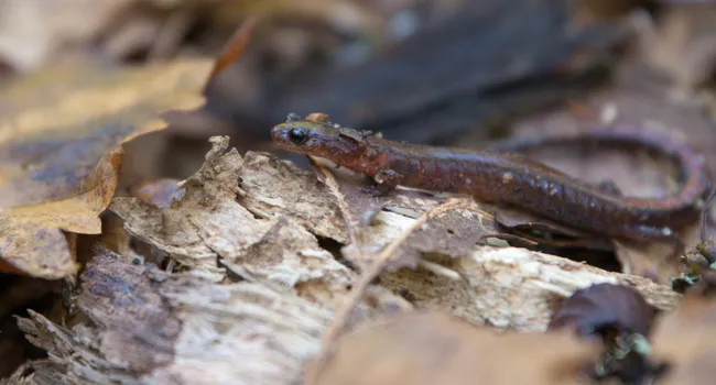 Webster's Salamander | What's Wild