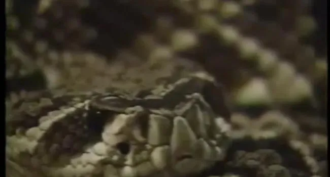 Diamond Back Rattlesnake | SciShorts in Spanish Beginner