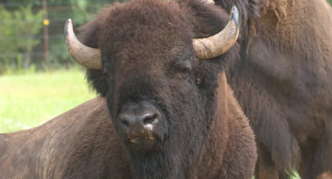 Bison: A Symbol of American Resilience | What's Wild