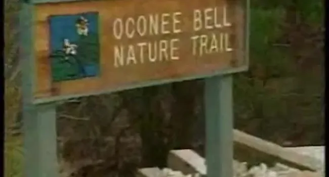 Oconee Bell Habitat | Parks Adventures Minutes