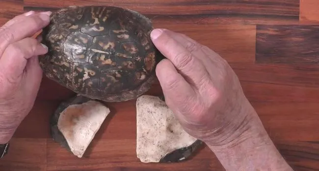 Box Turtle Shell | Short Takes with Naturalist Rudy Mancke