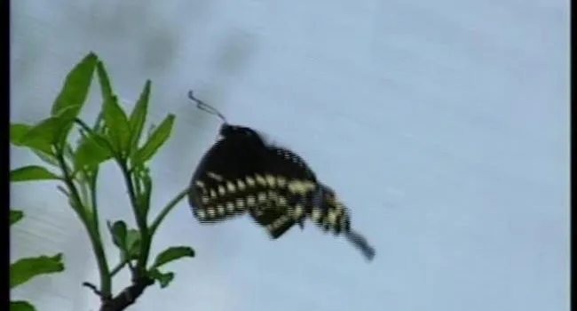 Butterflies Around The Fountain: BLACK AWARENESS DAY - Dia da