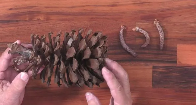 Pine Cones | Short Takes with Naturalist Rudy Mancke