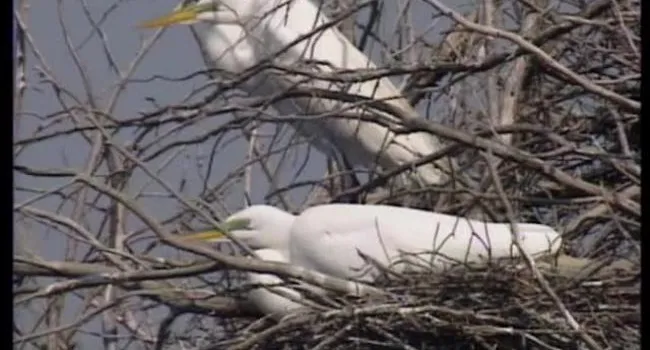Bulls Island (S.C.) Stop 4 - Great Egret Birds