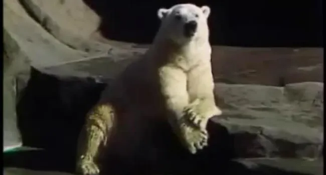 Polar Bear | SciShorts in German Beginner